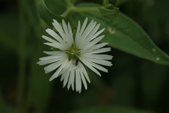 Stellaria radians