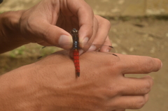 Protorthemis celebensis