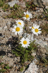 Tanacetum richterioides