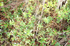Laurembergia repens