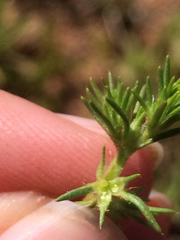 Loeflingia squarrosa