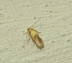 Stathmopoda auriferella