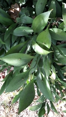 Ruscus