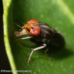Cephaloconus cyprinus