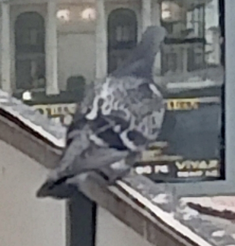 Rock Pigeon