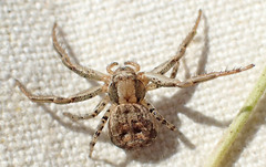 Xysticus californicus