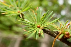 Larix kaempferi