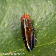 Cephaloconus cyprinus