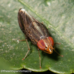 Cephaloconus cyprinus