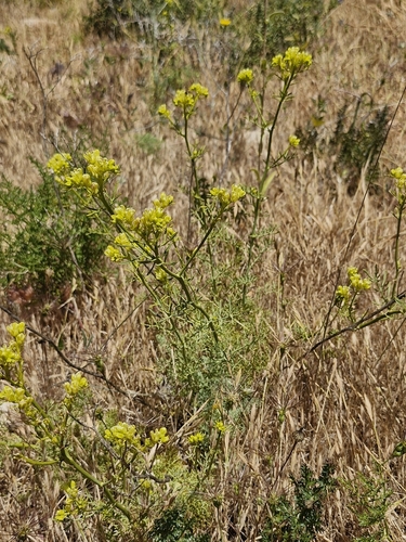 Ruta montana, photograph 5