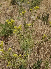 Ruta montana, photograph (c) ahabo, some rights reserved (CC BY)