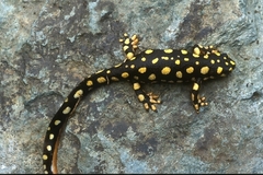 Azarbaijan Mountain Newt photo 3