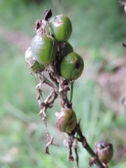 Asphodelus macrocarpus macrocarpus