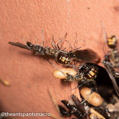 Polyrhachis aurea