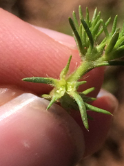 Loeflingia squarrosa