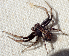 Xysticus californicus