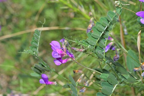 Vicia bungei, 2026-05-10