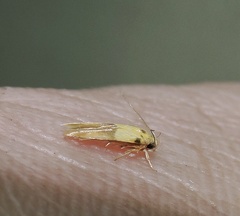 Stathmopoda auriferella