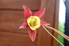 Aquilegia oxysepala
