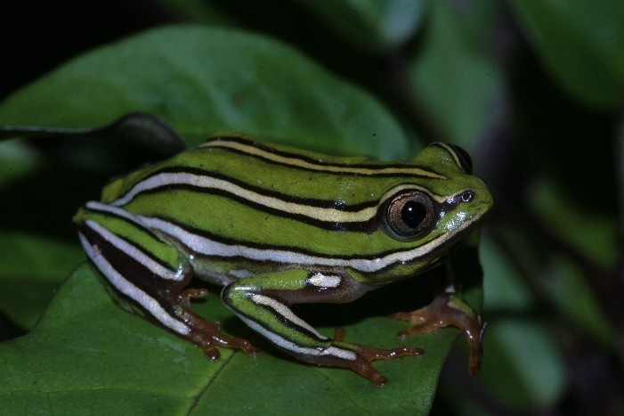 Rutenberg's Reed Frog