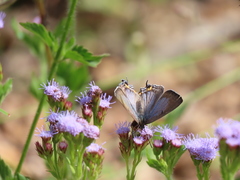 Jalmenus pseudictinus