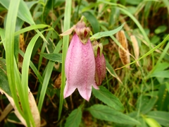 Campanula punctata hondoensis