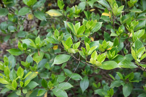 Gardenia jasminoides