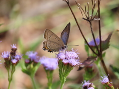 Jalmenus pseudictinus