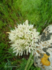 Allium erdelii