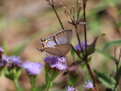 Jalmenus pseudictinus