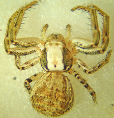 Xysticus californicus