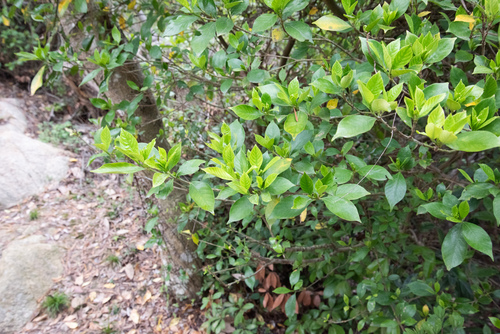 Gardenia jasminoides