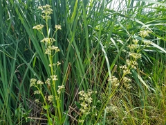Valeriana edulis procera