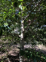 Huberantha nitidissima