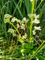 Valeriana edulis procera
