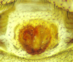 Xysticus californicus