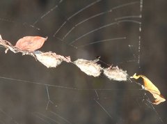 Arachnura melanura