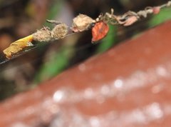 Arachnura melanura