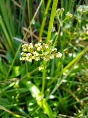 Valeriana edulis procera