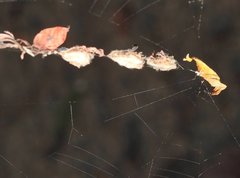 Arachnura melanura