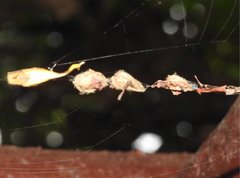 Arachnura melanura