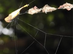 Arachnura melanura