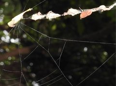 Arachnura melanura