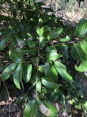 Huberantha nitidissima