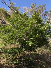 Huberantha nitidissima