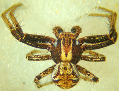 Xysticus californicus