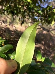 Huberantha nitidissima