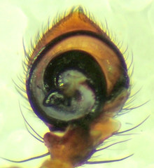 Xysticus californicus