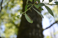 Euclidia glyphica