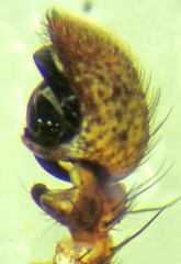 Xysticus californicus